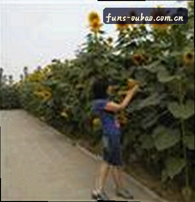郑瑶